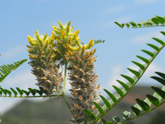 Astragalus alopecurus