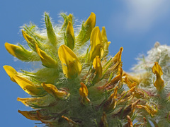 Astragalus alopecurus