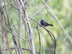Volatinia jacarina