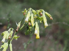 Onosma sericea