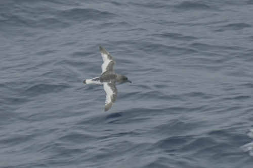 Ilustración de Petrel Antártico
