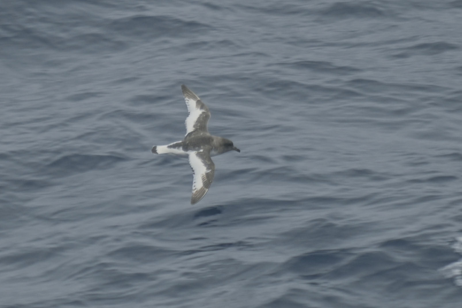 Antarctic Petrel illustration