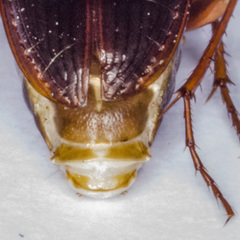 Platyderus gallaecus