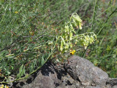 Onosma sericea