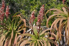 Aloe pluridens