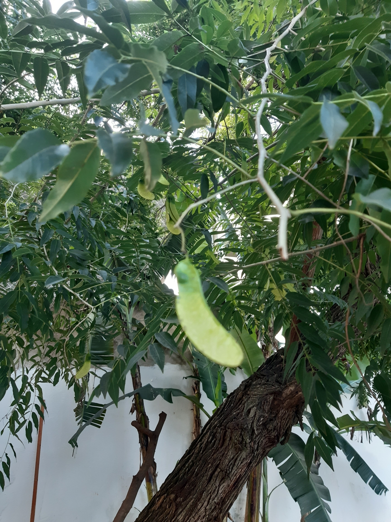 Tipuana tipu