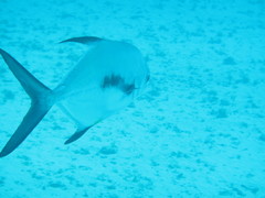 Trachinotus falcatus