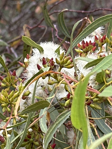 Eucalyptus foecunda observed 2025-01-21
