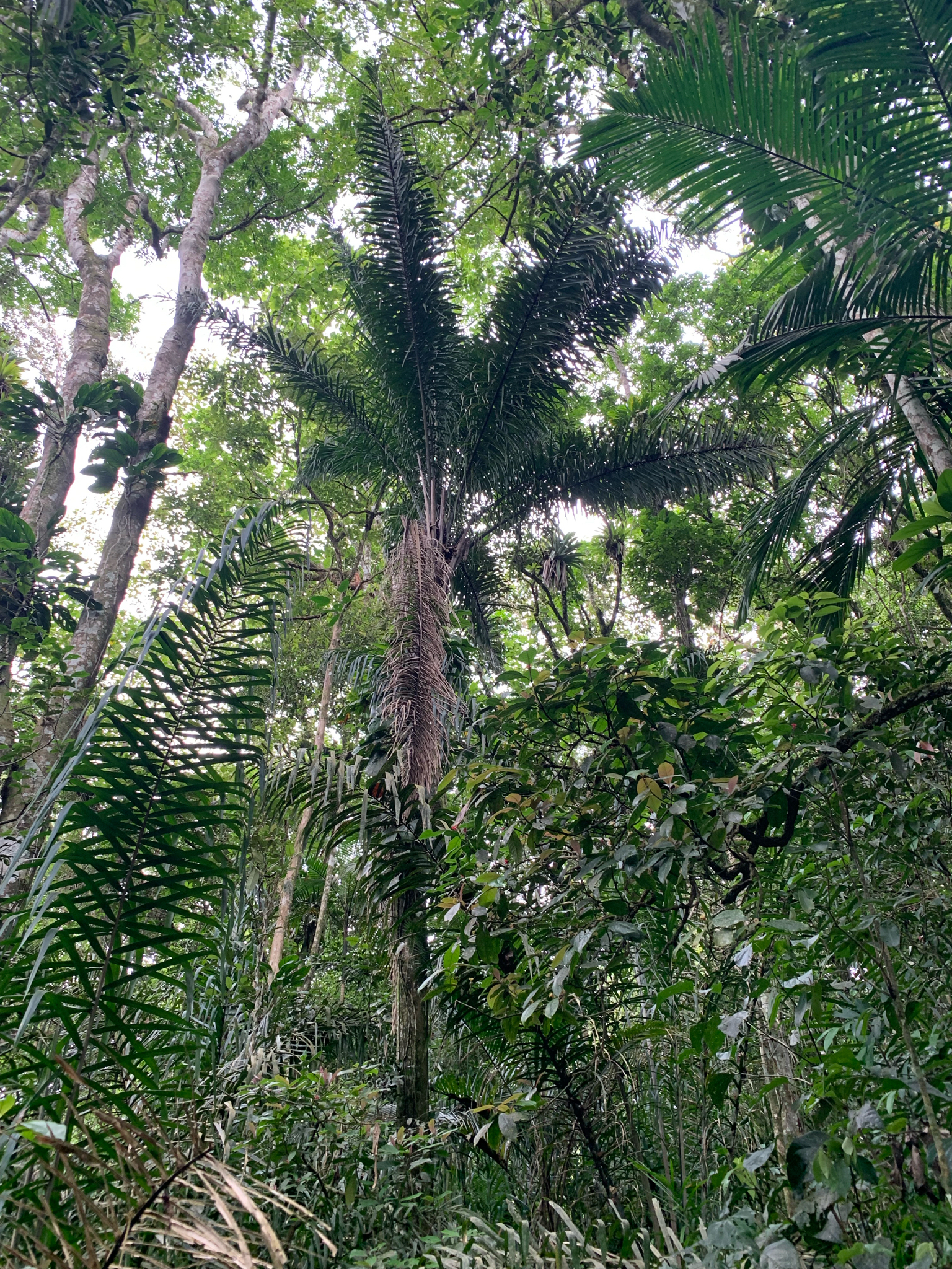 Attalea dubia