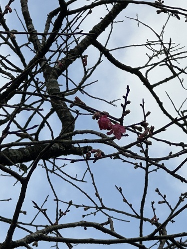 Foto de Cerejeira-do-japão
