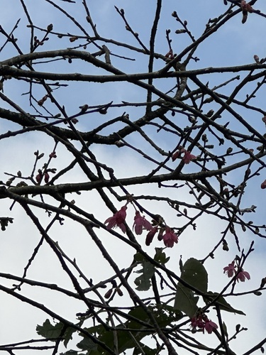 Foto de Cerejeira-do-japão