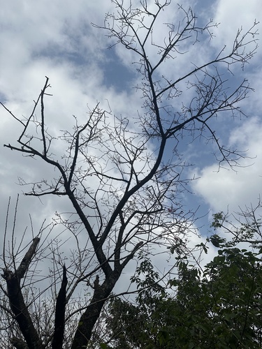 Foto de Cerejeira-do-japão
