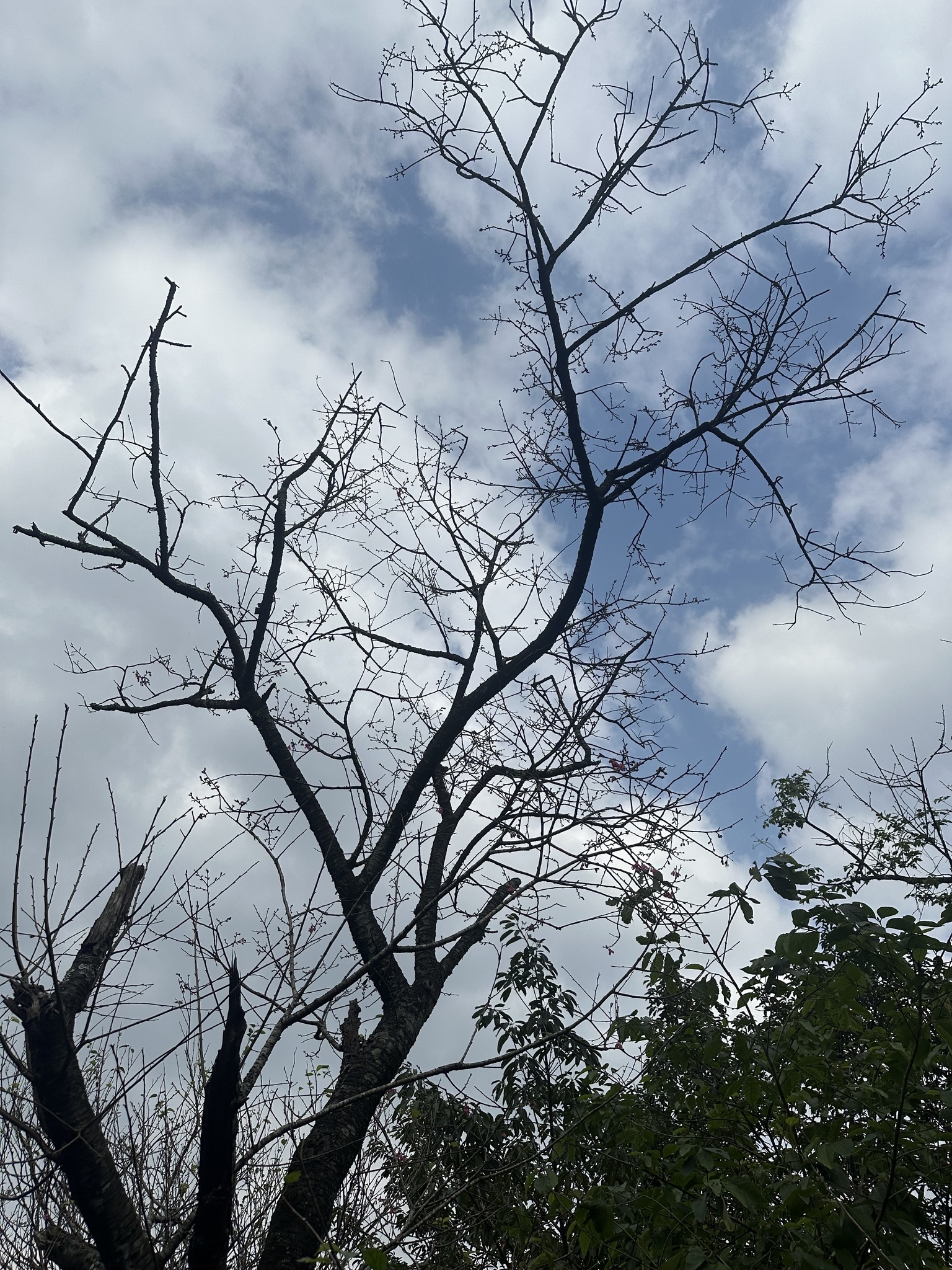 Imagem de Cerejeira-do-japão