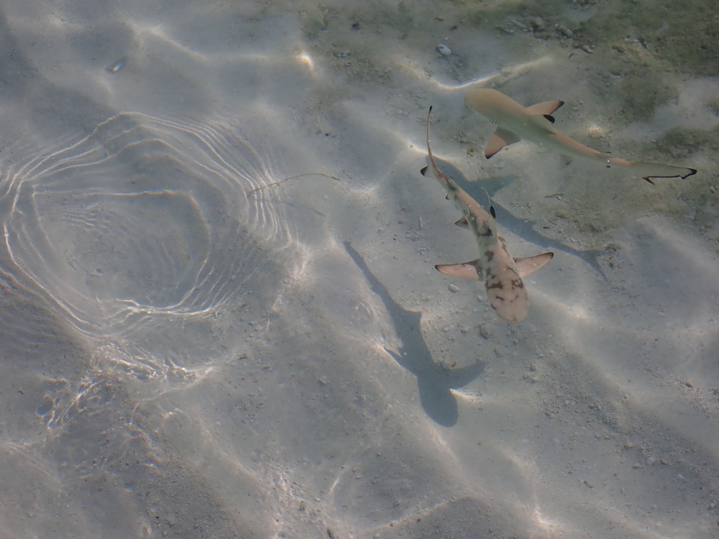 Blacktip reef shark