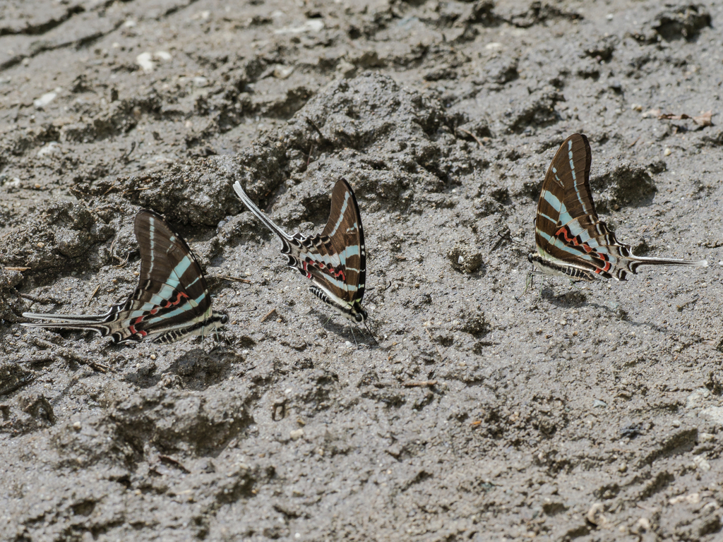 Monkey Swordtail (Graphium rhesus)