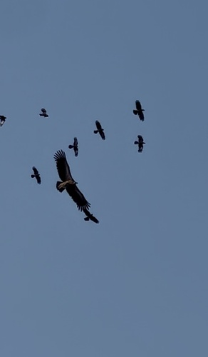 Himalayan Griffon