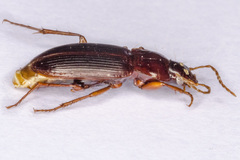 Platyderus gallaecus