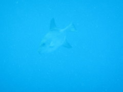 Canthidermis maculata