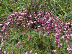 Acantholimon armenum