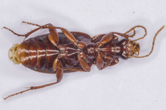 Platyderus gallaecus