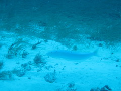 Malacanthus plumieri