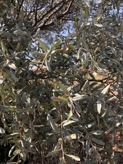 Ozoroa paniculosa salicina