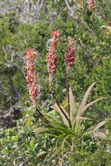 Aloe pluridens
