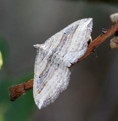 Costaconvexa polygrammata