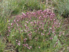 Acantholimon armenum