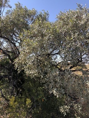 Ozoroa paniculosa salicina