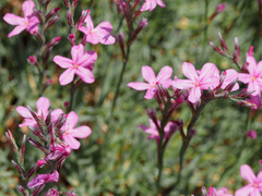 Acantholimon armenum