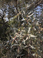 Ozoroa paniculosa salicina
