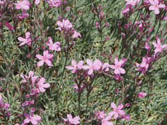 Acantholimon armenum