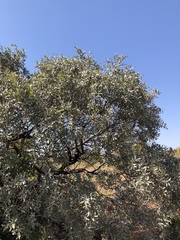 Ozoroa paniculosa salicina