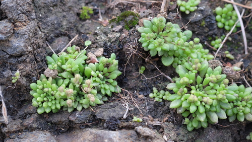 Monanthes brachycaulos