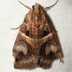 Drasteria grandirena