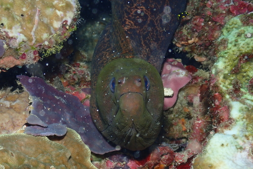Photo of Giant moray (Gymnothorax javanicus)