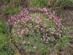 Acantholimon armenum