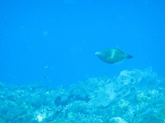 Cantherhines macrocerus