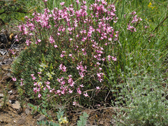 Acantholimon armenum