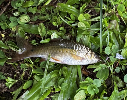Common barb (Barbodes binotatus) — Cyprinidae