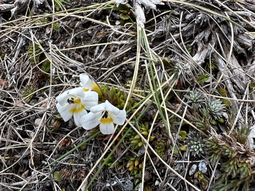Euphrasia integrifolia observed 2024-12-28