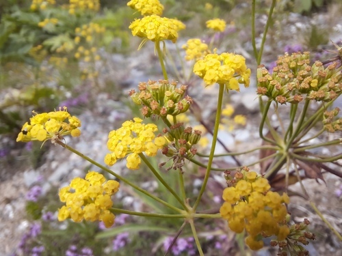 Bupleurum martjanovii