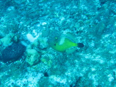 Cantherhines macrocerus