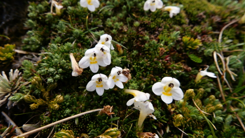 Euphrasia integrifolia observed 2025-01-02