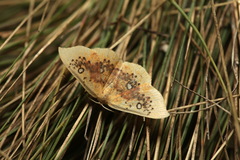 Cyclophora albiocellaria