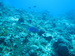 Balistes vetula