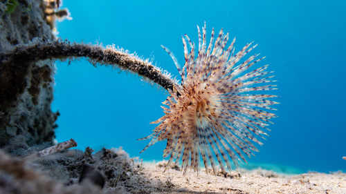 Mediterranean Fanworm, photo 3 of 8