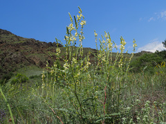 Onobrychis radiata
