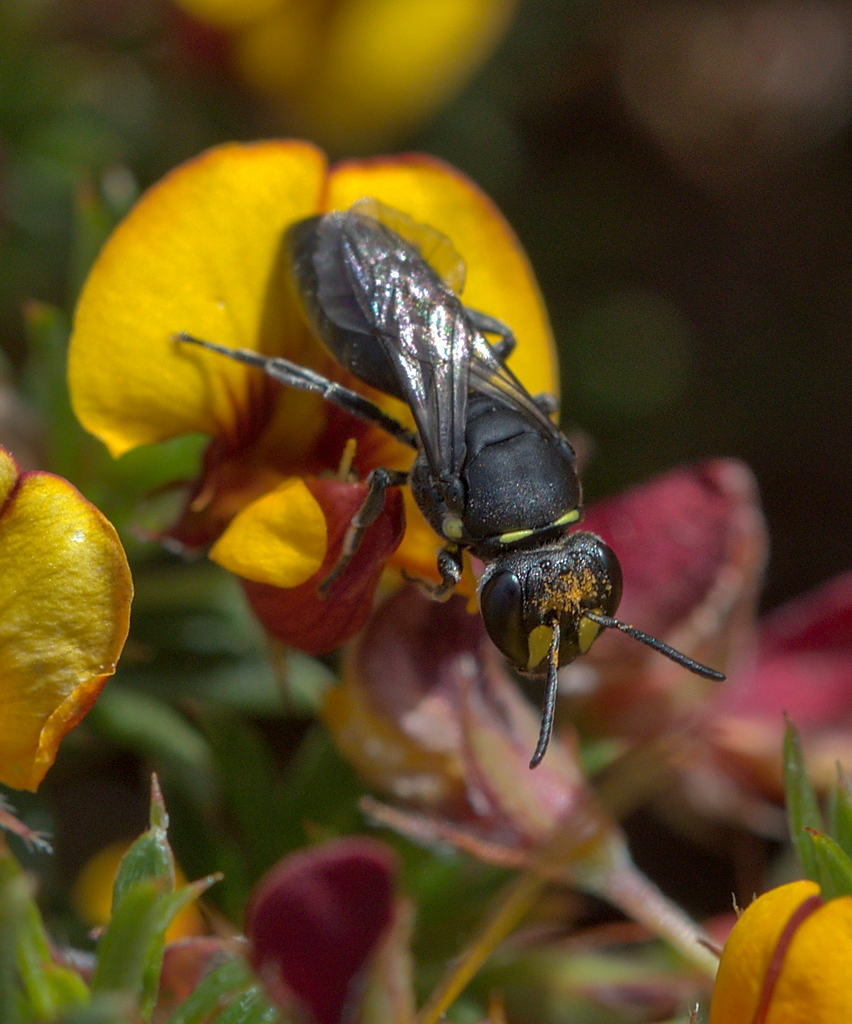 Leptospermum Masked Bee